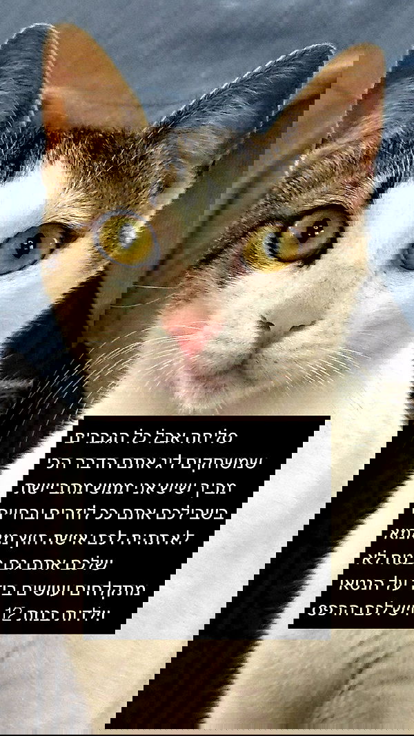 moonliliaght moonliliaght archive image