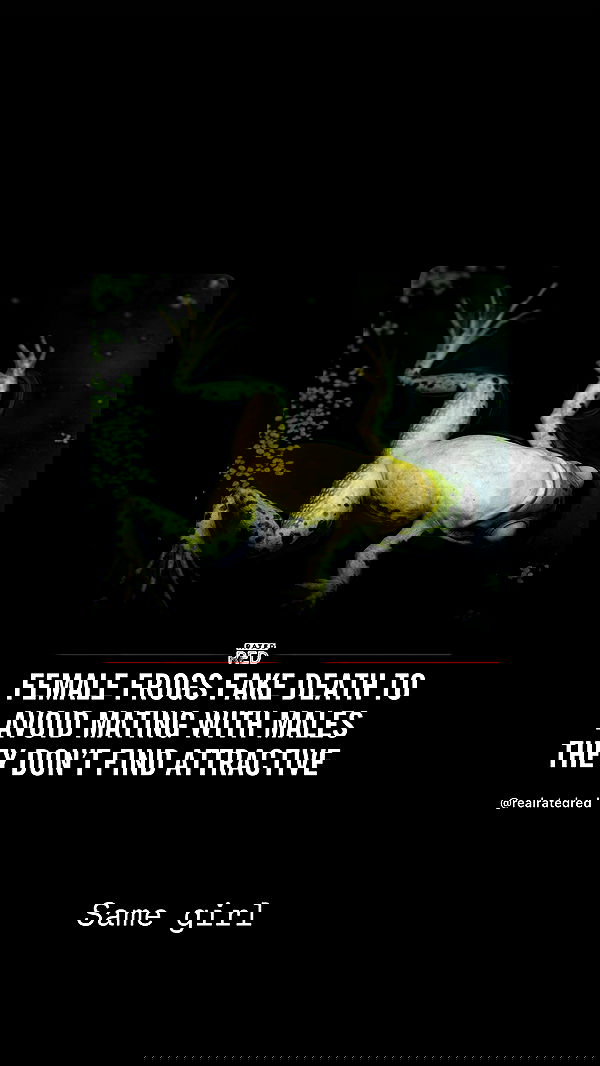 moonliliaght moonliliaght archive image