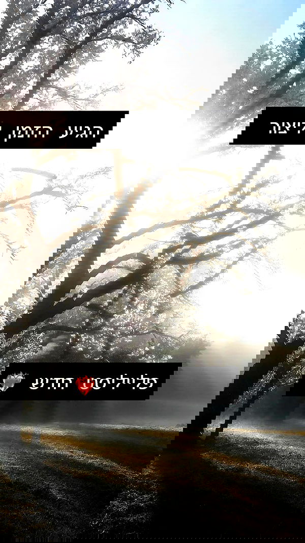 moonliliaght moonliliaght archive image