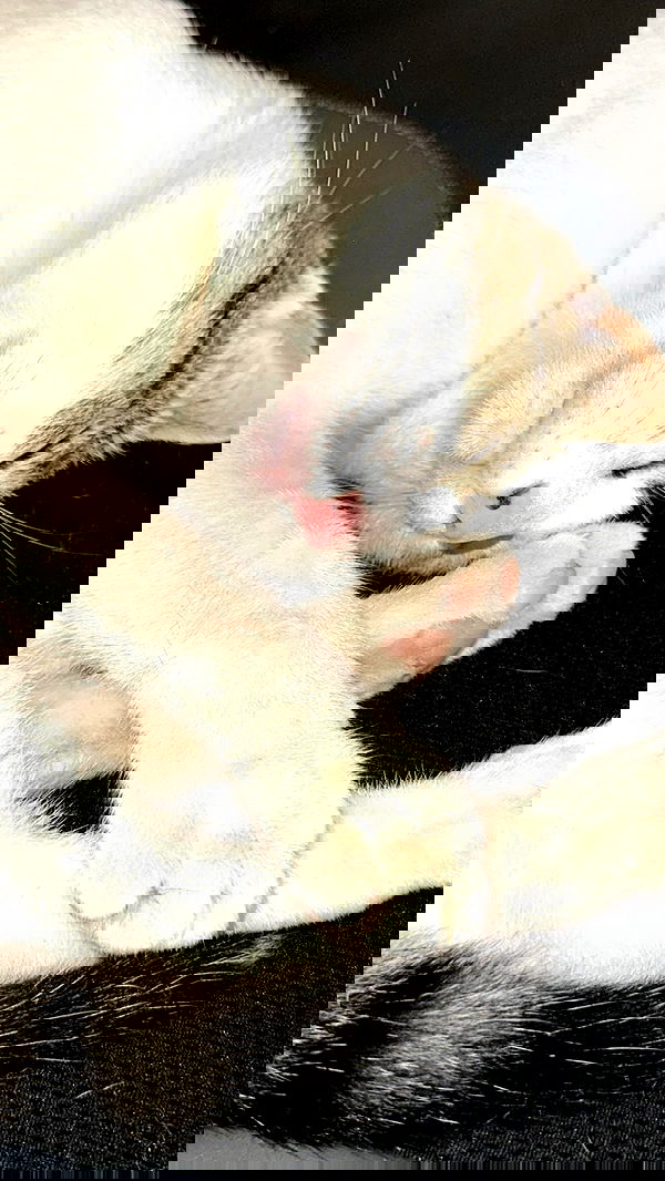 moonliliaght moonliliaght archive image