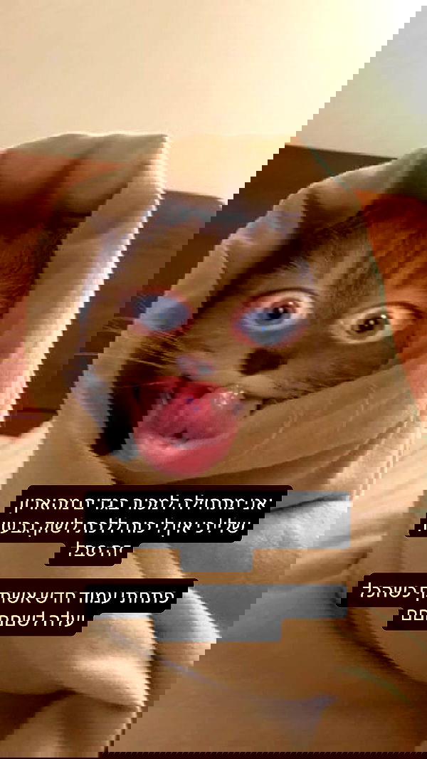 moonliliaght moonliliaght archive image