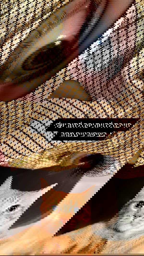 moonliliaght moonliliaght archive image