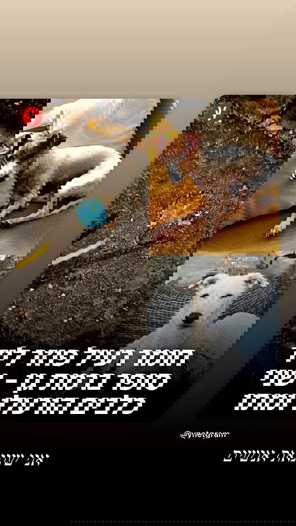 moonliliaght moonliliaght archive image