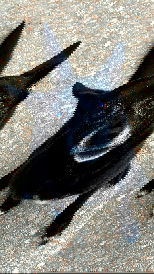 moonliliaght moonliliaght archive image