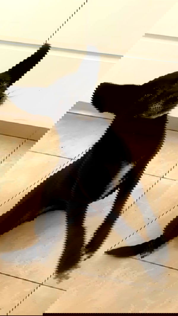 moonliliaght moonliliaght archive image