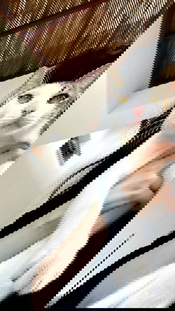 moonliliaght moonliliaght archive image