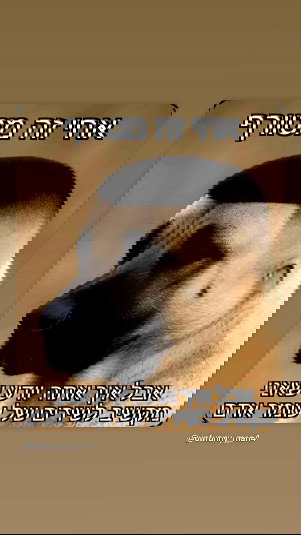 moonliliaght moonliliaght archive image