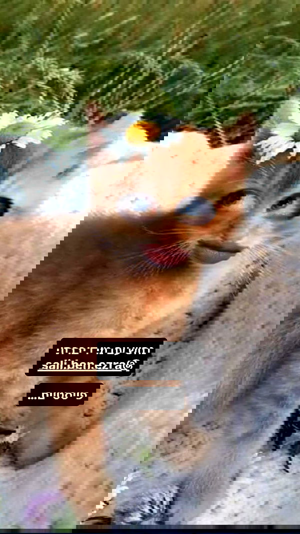 moonliliaght moonliliaght archive image