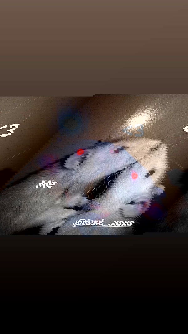 moonyyyya moonyyyya archive image