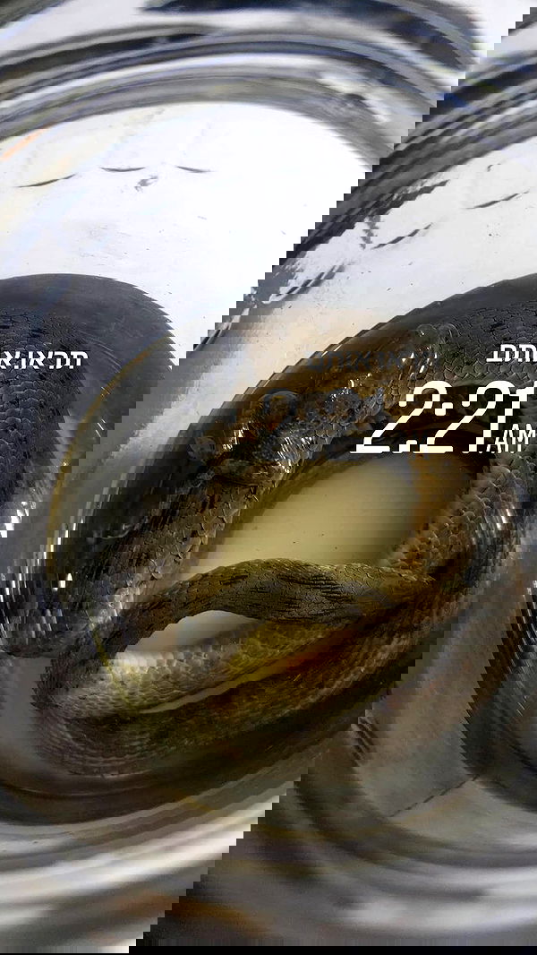 moonyyyya moonyyyya archive image