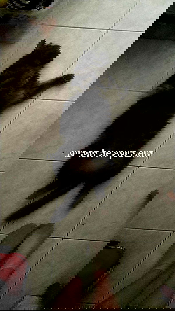 moonyyyya moonyyyya archive image