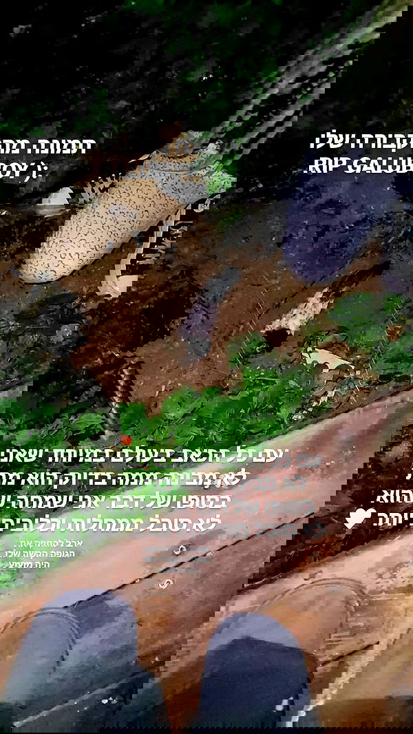 moonyyyya moonyyyya archive image