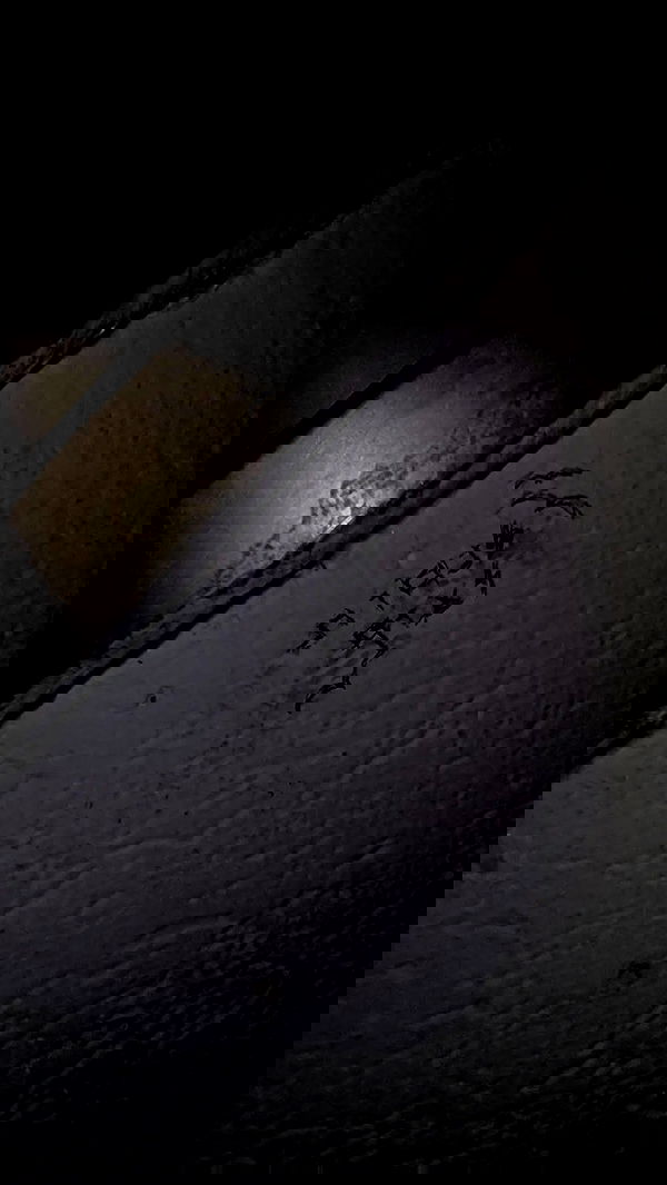 moonyyyya moonyyyya archive image