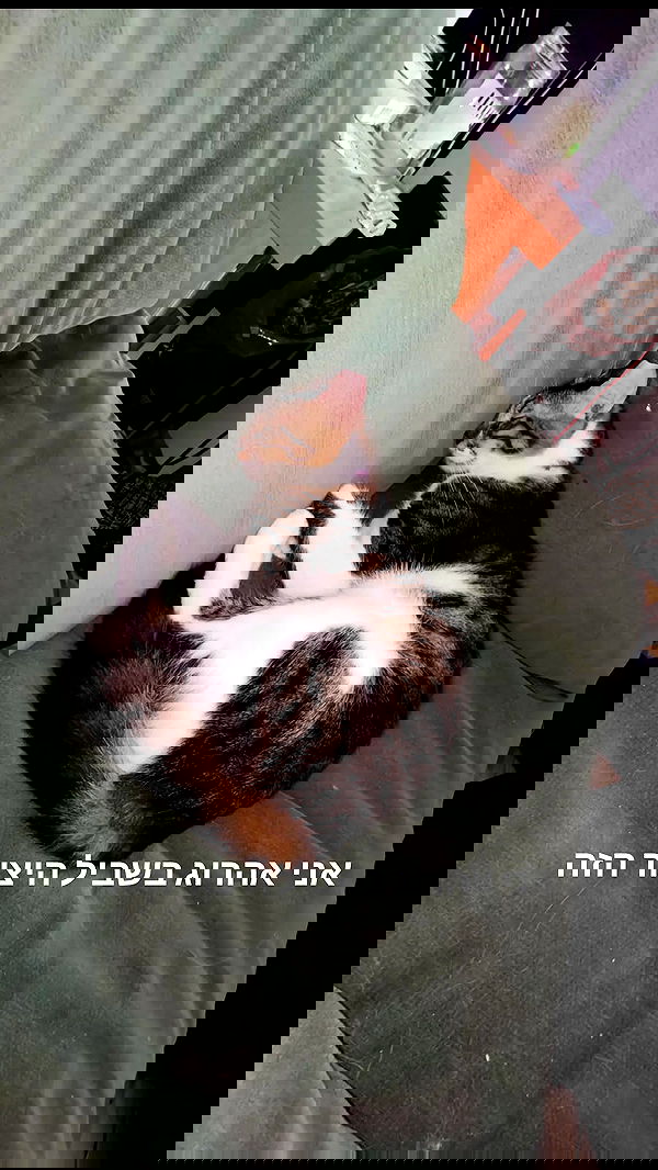 moonyyyya moonyyyya archive image