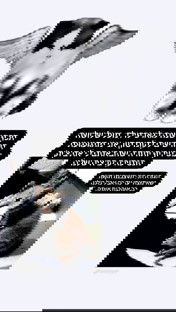 moonyyyya moonyyyya archive image