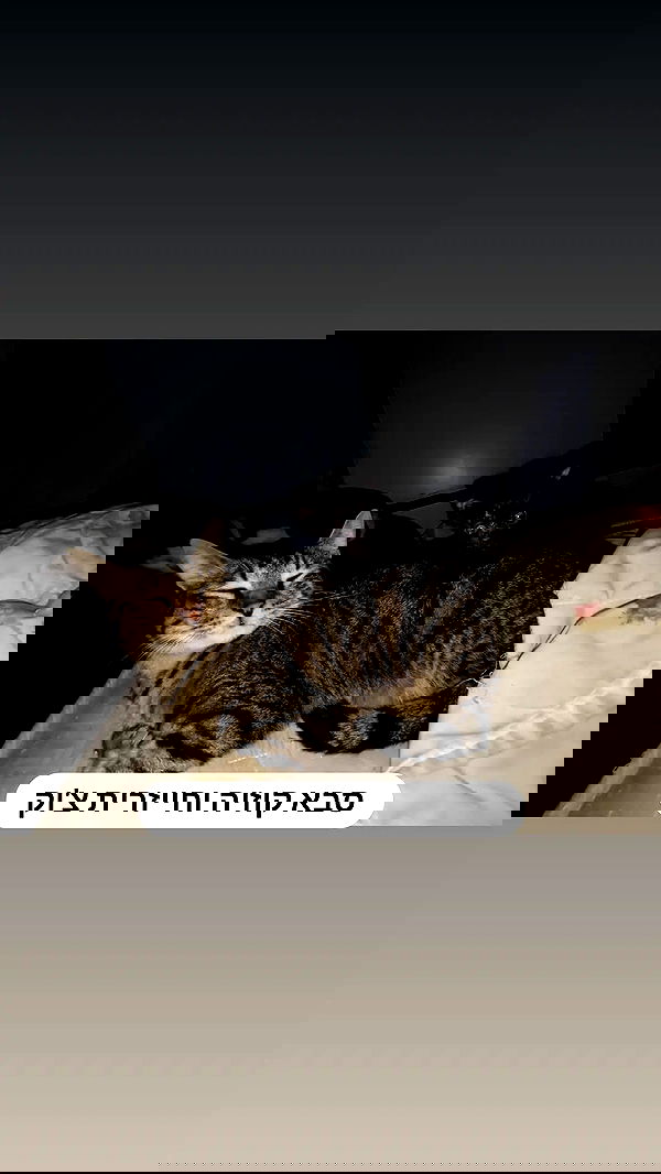 moonyyyya moonyyyya archive image