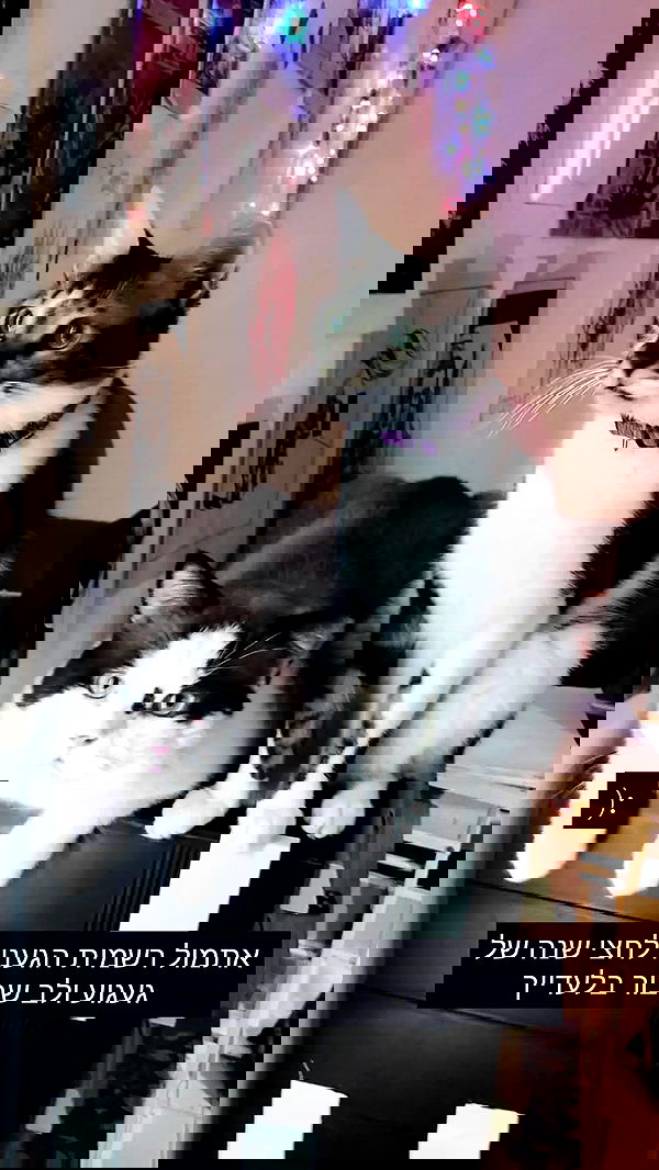 moonyyyya moonyyyya archive image