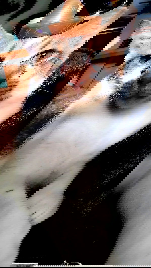 moonyyyya moonyyyya archive image