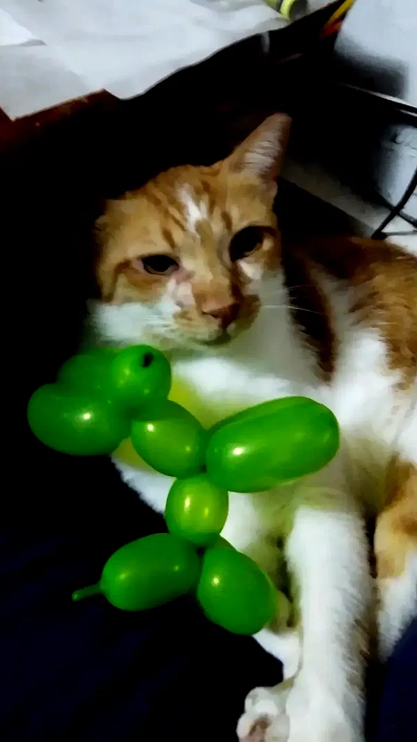 moonyyyya moonyyyya archive image