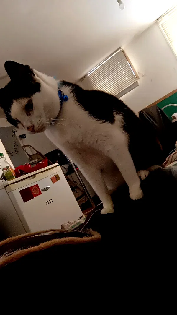 moonyyyya moonyyyya archive image