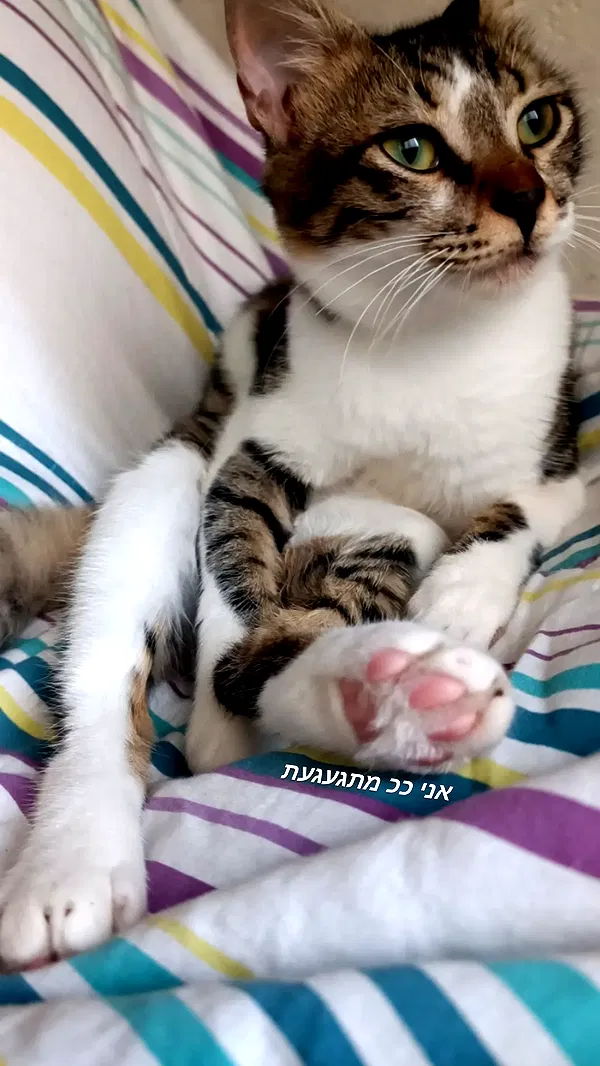 moonyyyya moonyyyya archive image