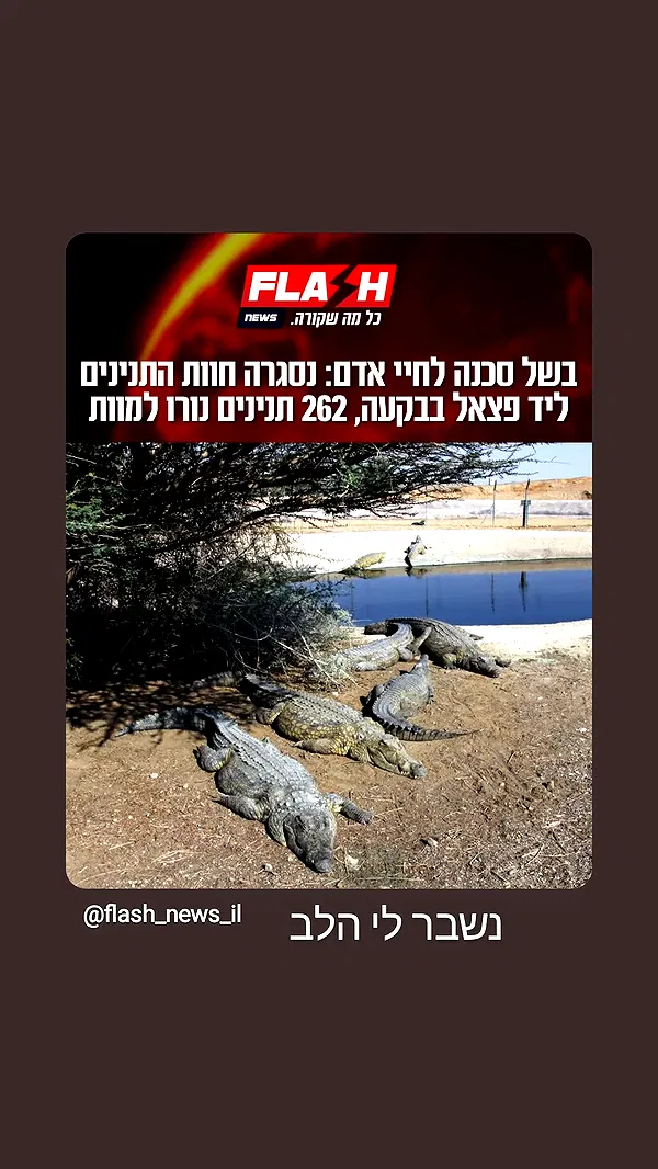 moonyyyya moonyyyya archive image