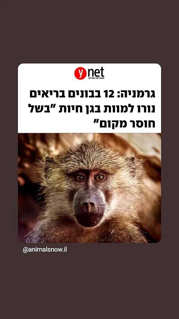 moonyyyya moonyyyya archive image