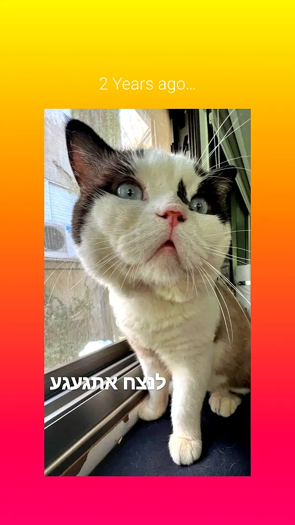 moonyyyya moonyyyya archive image