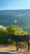 mt.sophia Altpins Profile Picture