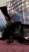 murl1kalka Altpins Profile Picture