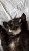 murl1kalka Altpins Profile Picture