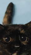 murl1kalka Altpins Profile Picture