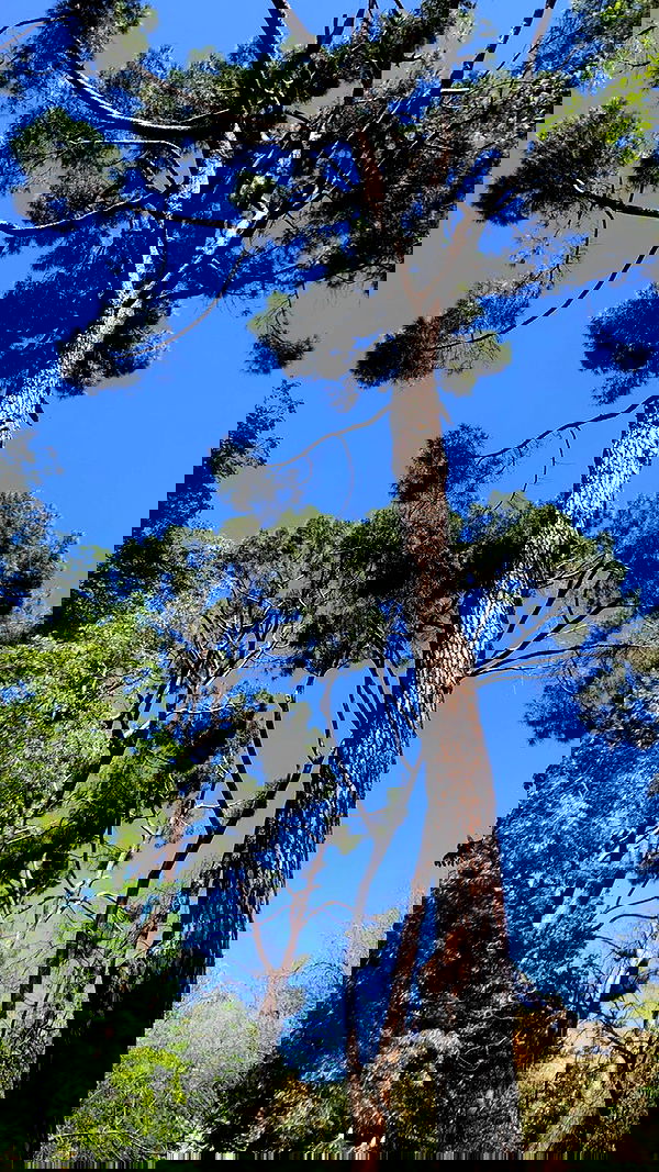 najavamp najavamp archive image