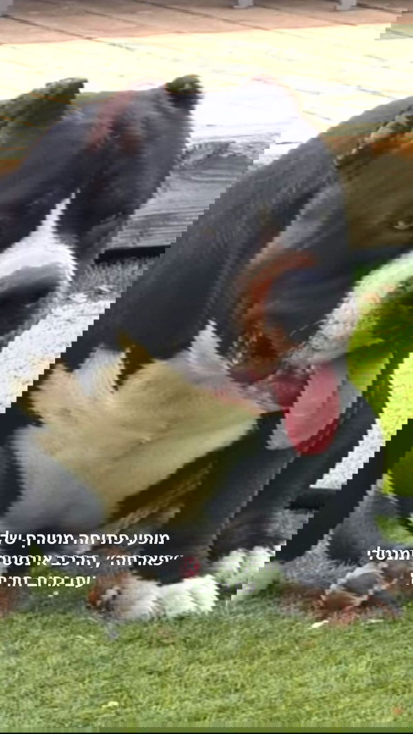 napopo_pub napopo_pub archive image