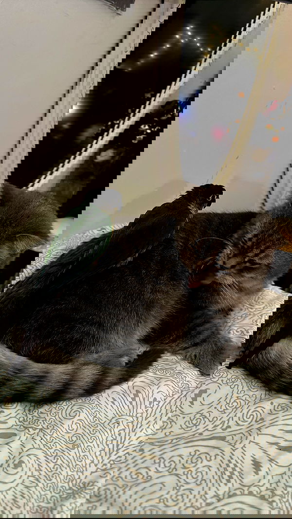 natahalieeee natahalieeee archive image