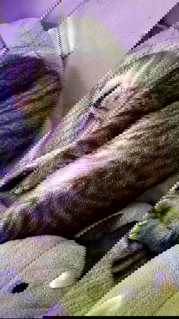 natahalieeee natahalieeee archive image