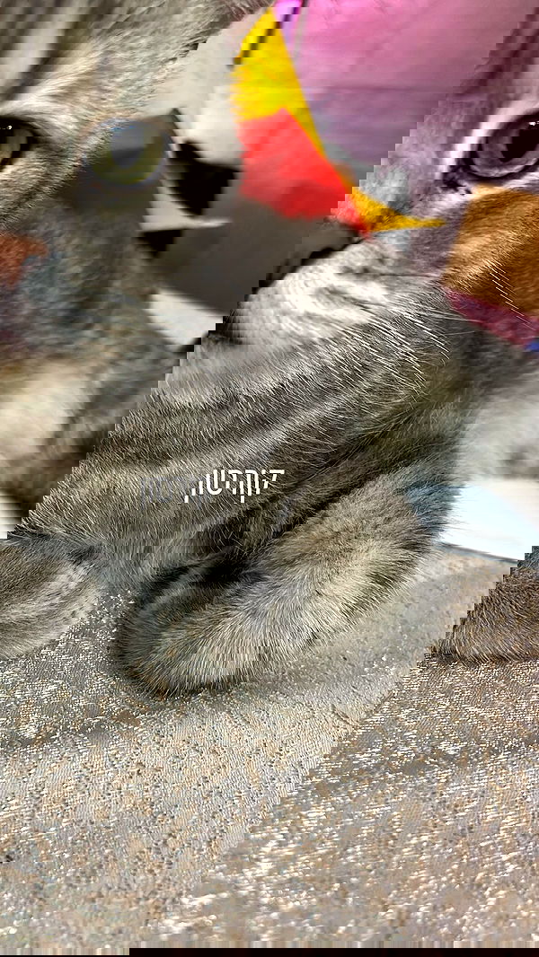 natahalieeee natahalieeee archive image