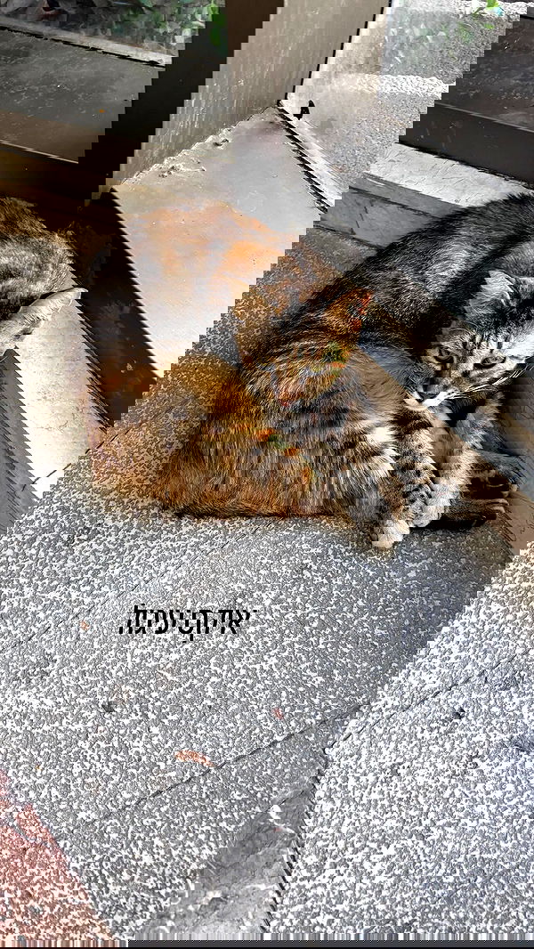 natalllluli natalllluli archive image