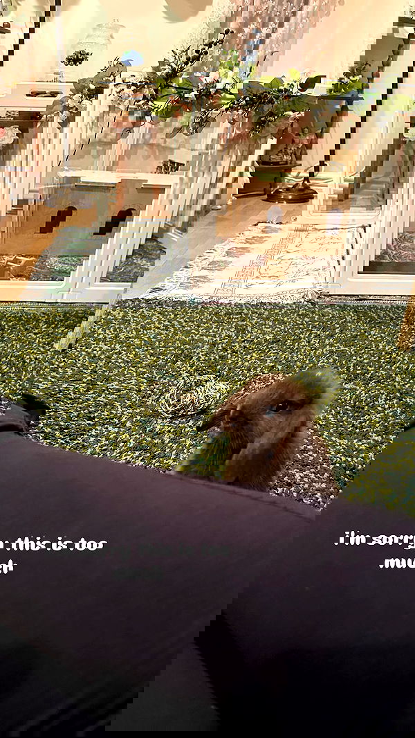 neiimaaa neiimaaa archive image