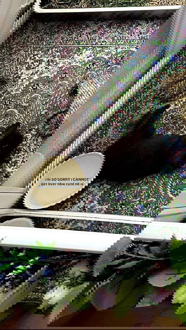 neiimaaa neiimaaa archive image