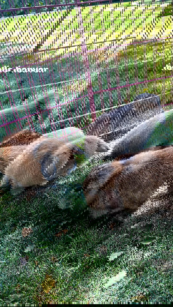 neiimaaa neiimaaa archive image