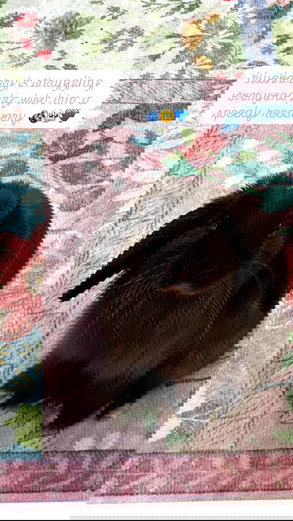 neiimaaa neiimaaa archive image