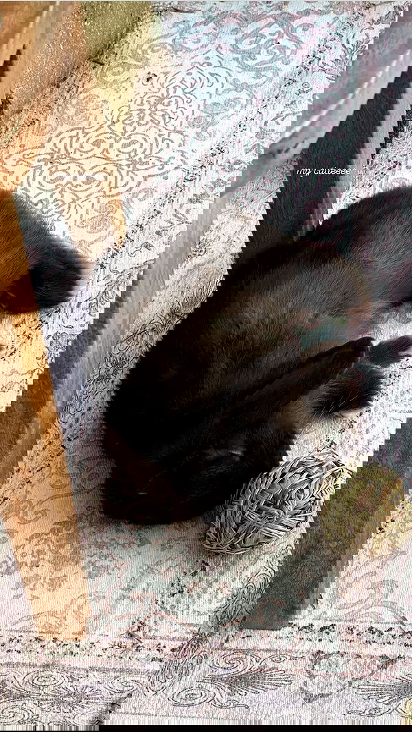 neiimaaa neiimaaa archive image