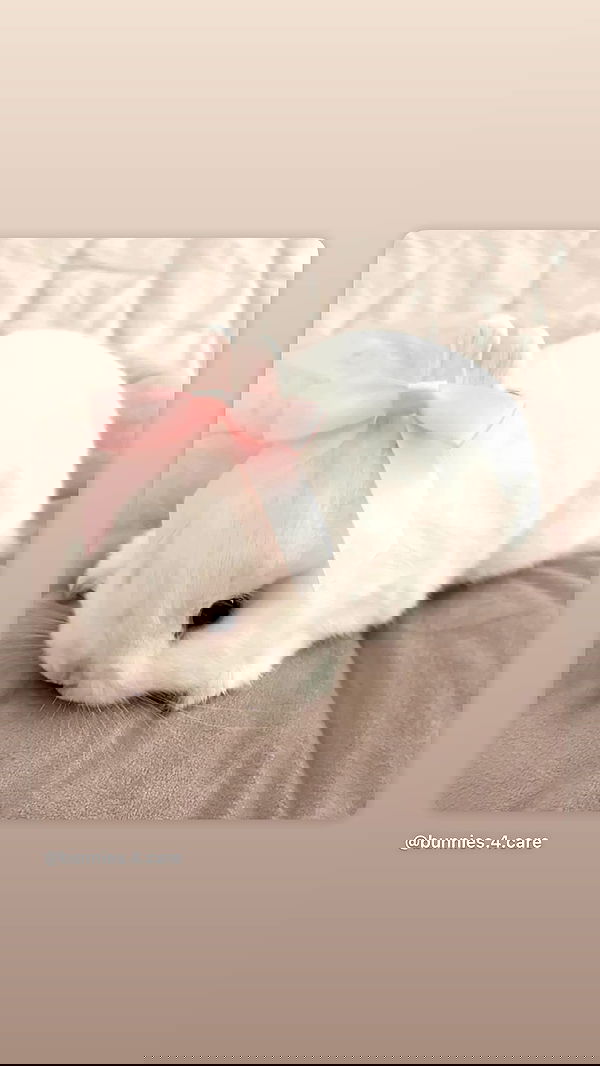 neiimaaa neiimaaa archive image