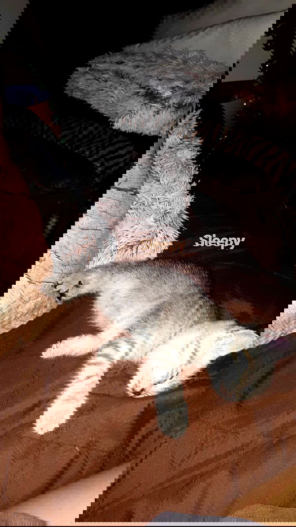 neomiconrad neomiconrad archive image