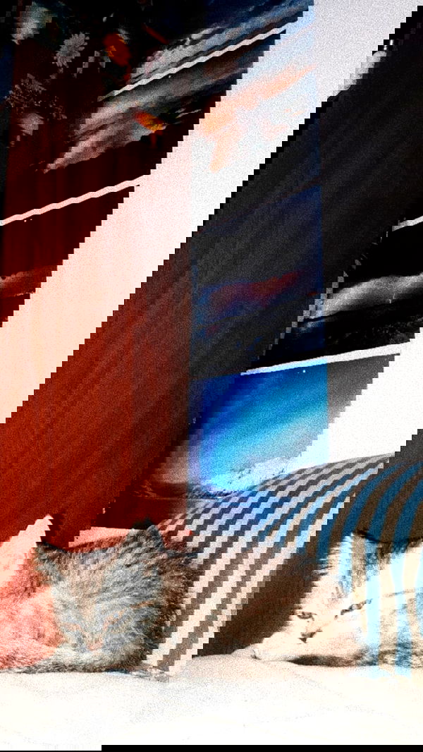 neomiconrad neomiconrad archive image