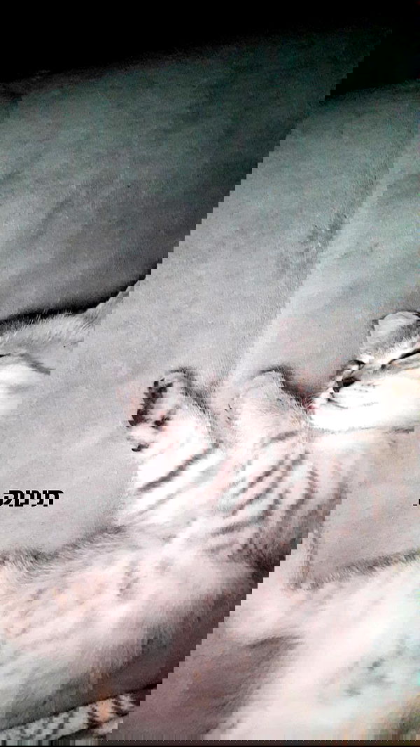 neomiconrad neomiconrad archive image