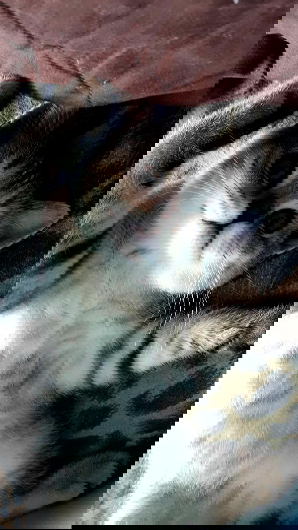 neomiconrad neomiconrad archive image