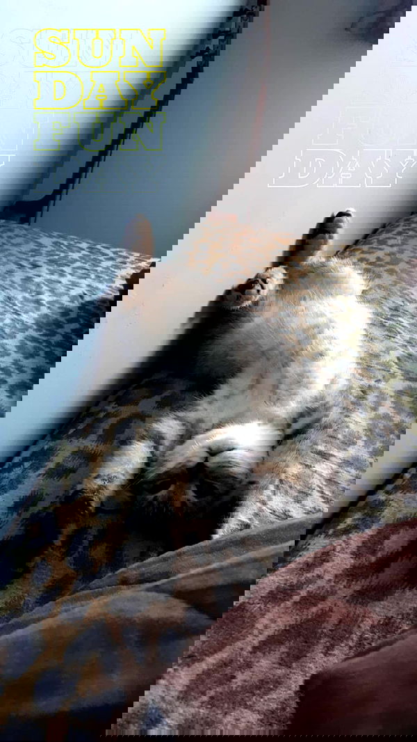 neomiconrad neomiconrad archive image