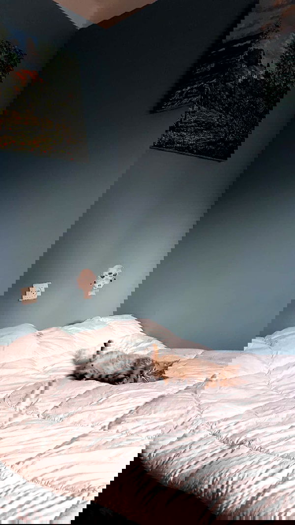 neomiconrad neomiconrad archive image